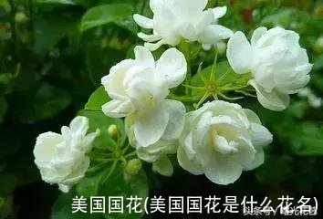 美国国花(美国国花是什么花名)