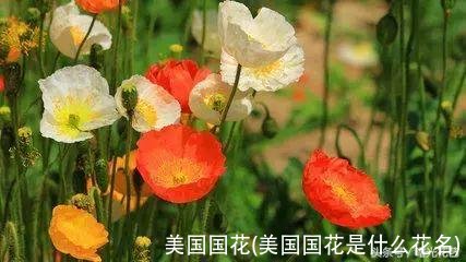 美国国花(美国国花是什么花名)