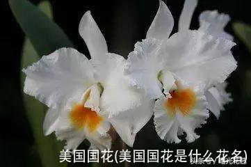 美国国花(美国国花是什么花名)