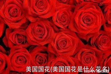 美国国花(美国国花是什么花名)