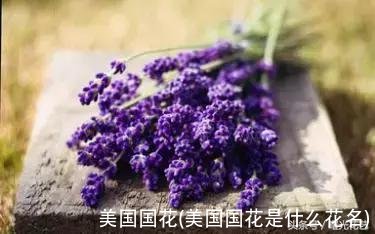 美国国花(美国国花是什么花名)