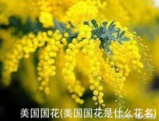 美国国花(美国国花是什么花名)