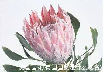 美国国花(美国国花是什么花名)
