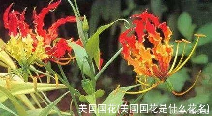 美国国花(美国国花是什么花名)