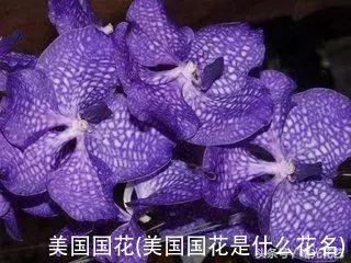 美国国花(美国国花是什么花名)