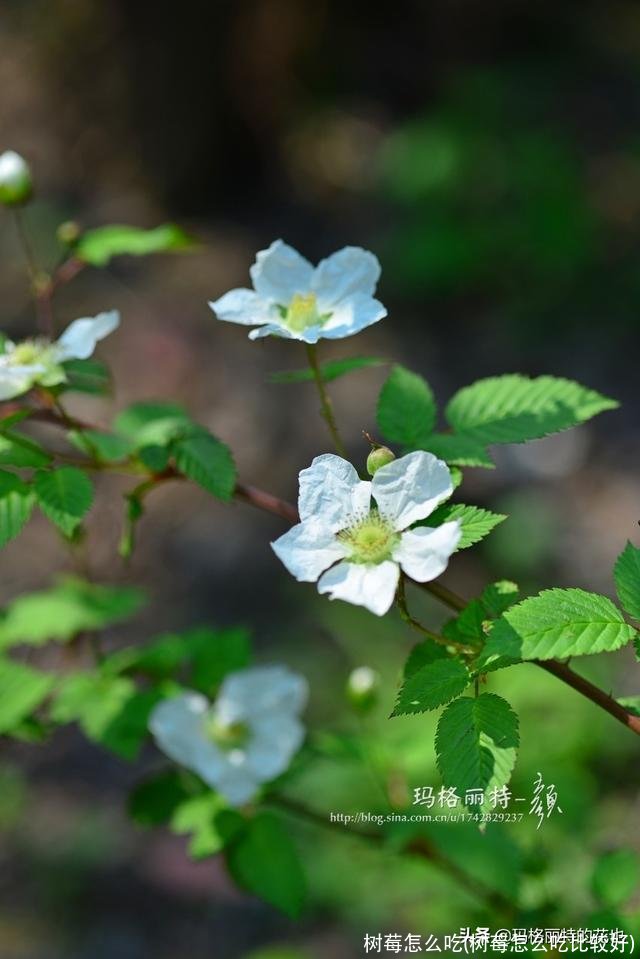 树莓怎么吃(树莓怎么吃比较好)