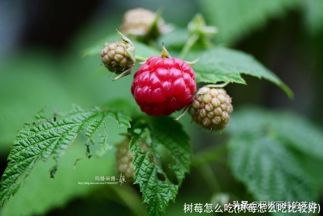 树莓怎么吃(树莓怎么吃比较好)