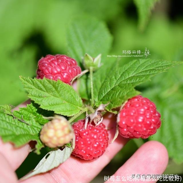 树莓怎么吃(树莓怎么吃比较好)