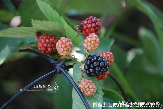 树莓怎么吃(树莓怎么吃比较好)