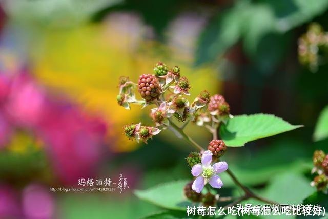 树莓怎么吃(树莓怎么吃比较好)