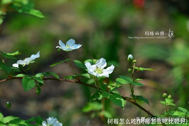 树莓怎么吃(树莓怎么吃比较好)