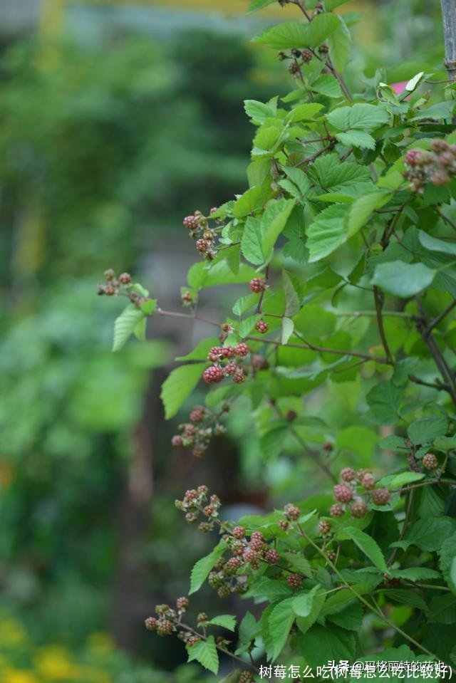 树莓怎么吃(树莓怎么吃比较好)