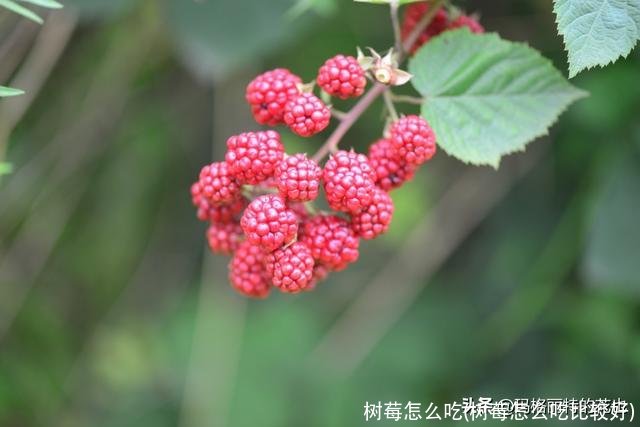 树莓怎么吃(树莓怎么吃比较好)