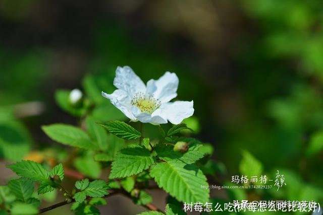 树莓怎么吃(树莓怎么吃比较好)