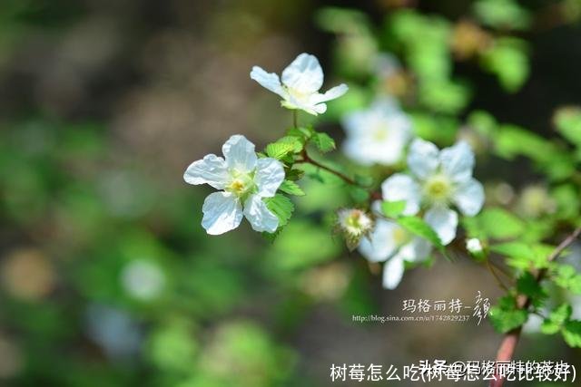 树莓怎么吃(树莓怎么吃比较好)