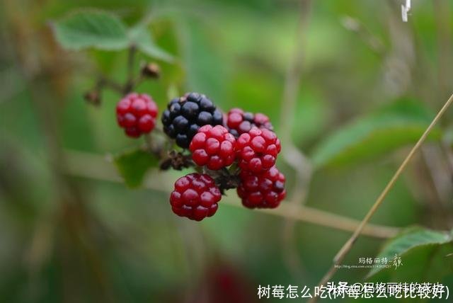 树莓怎么吃(树莓怎么吃比较好)