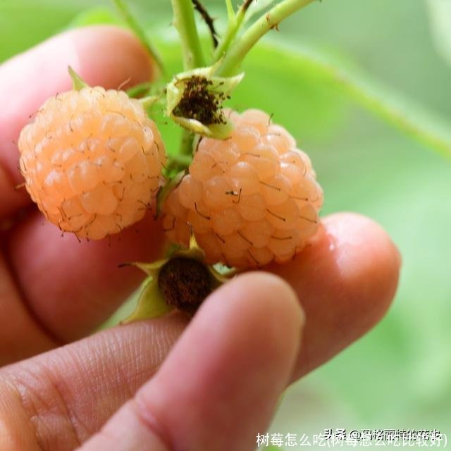 树莓怎么吃(树莓怎么吃比较好)