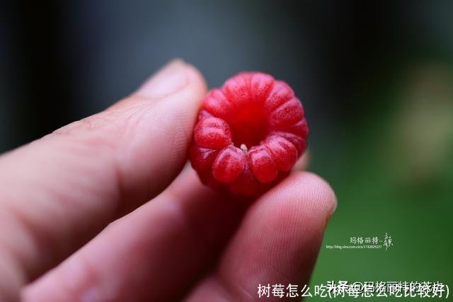 树莓怎么吃(树莓怎么吃比较好)