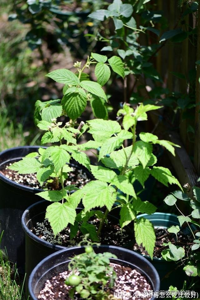 树莓怎么吃(树莓怎么吃比较好)