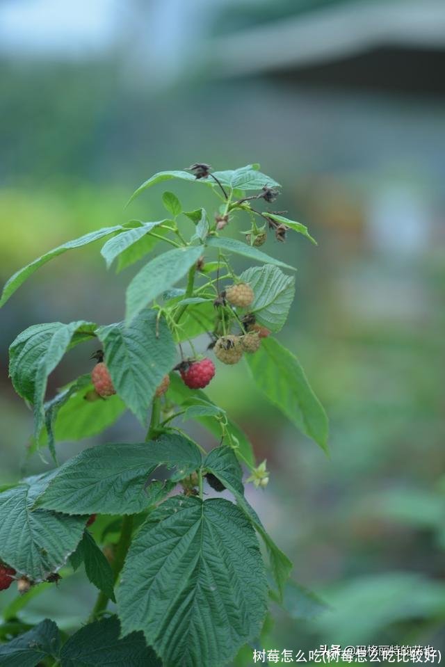 树莓怎么吃(树莓怎么吃比较好)