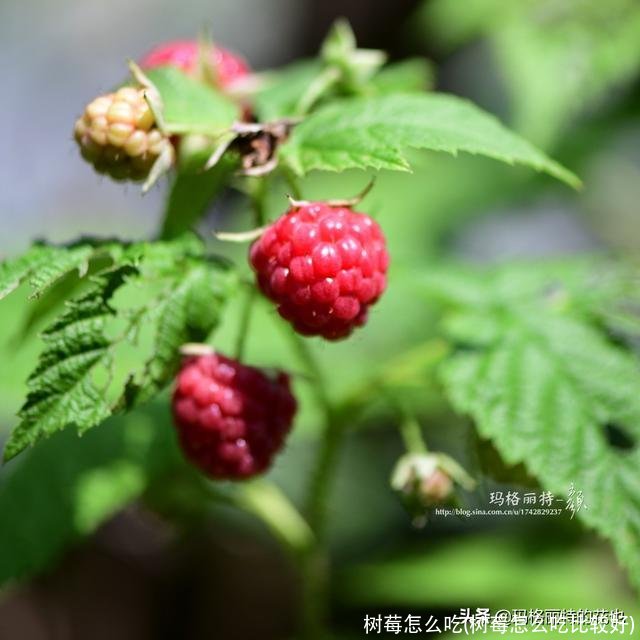 树莓怎么吃(树莓怎么吃比较好)