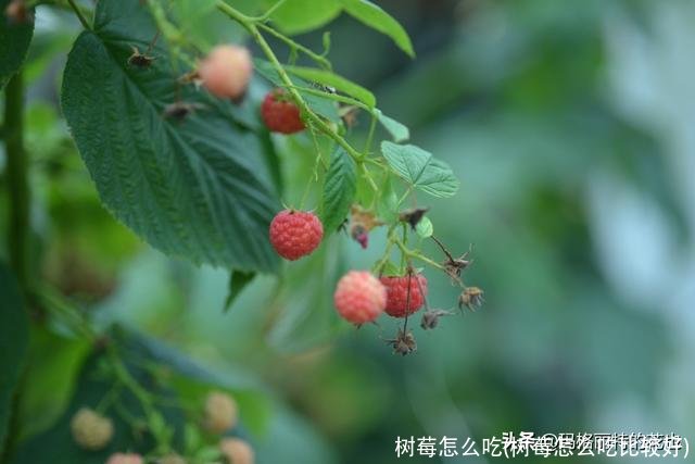 树莓怎么吃(树莓怎么吃比较好)