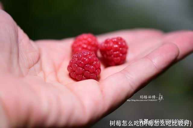 树莓怎么吃(树莓怎么吃比较好)