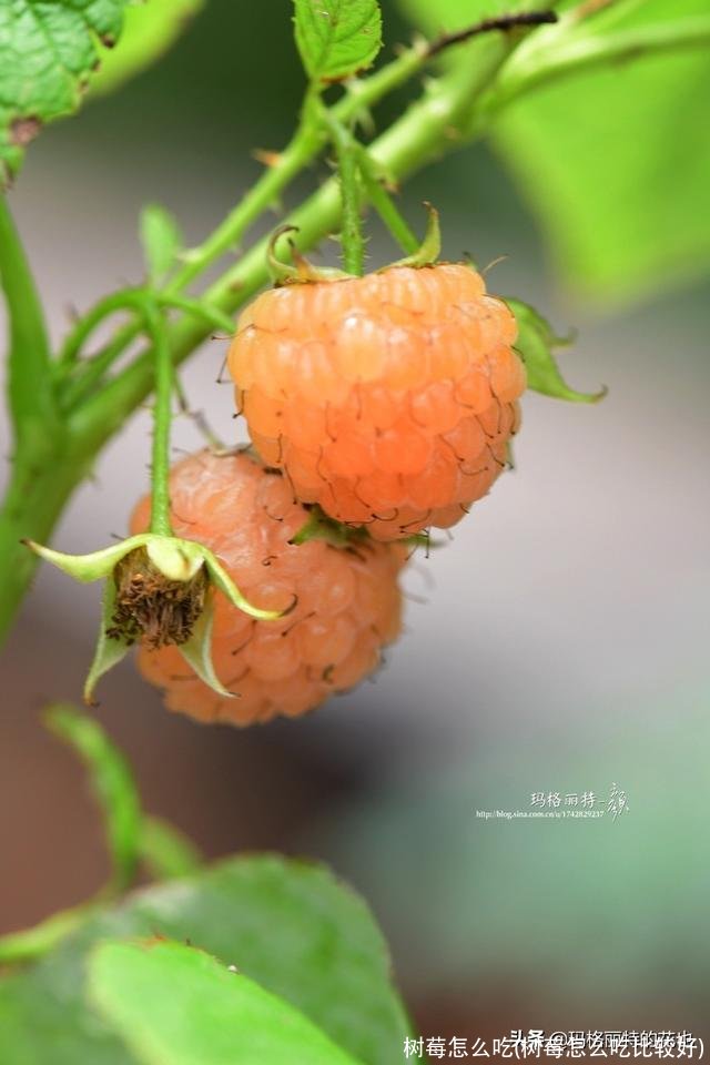 树莓怎么吃(树莓怎么吃比较好)