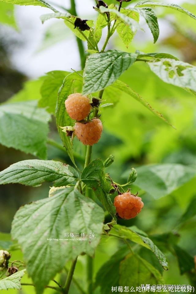 树莓怎么吃(树莓怎么吃比较好)