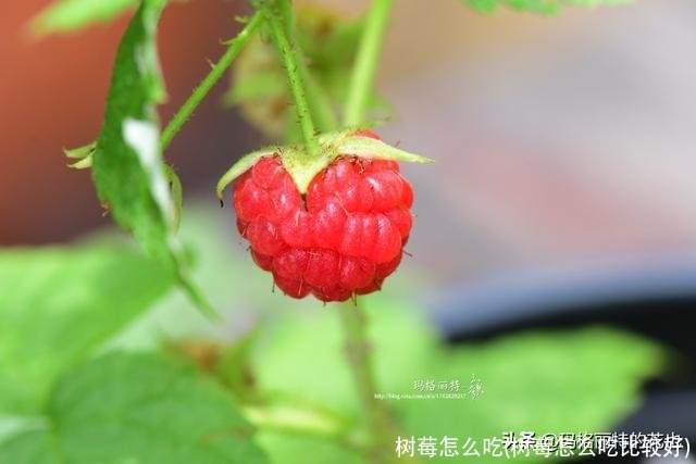 树莓怎么吃(树莓怎么吃比较好)