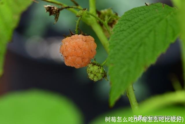 树莓怎么吃(树莓怎么吃比较好)