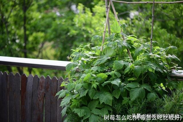 树莓怎么吃(树莓怎么吃比较好)