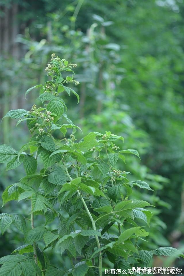 树莓怎么吃(树莓怎么吃比较好)