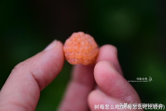 树莓怎么吃(树莓怎么吃比较好)