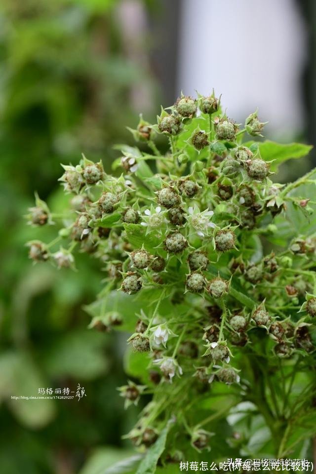 树莓怎么吃(树莓怎么吃比较好)
