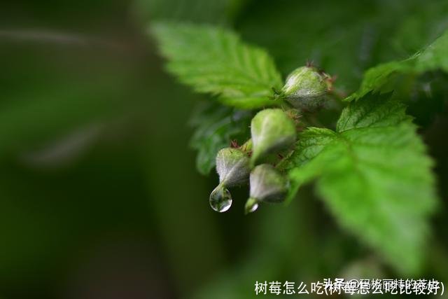 树莓怎么吃(树莓怎么吃比较好)