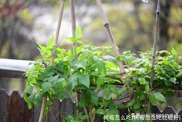 树莓怎么吃(树莓怎么吃比较好)