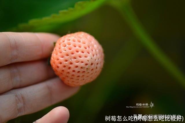 树莓怎么吃(树莓怎么吃比较好)