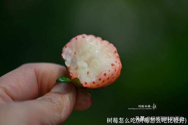 树莓怎么吃(树莓怎么吃比较好)