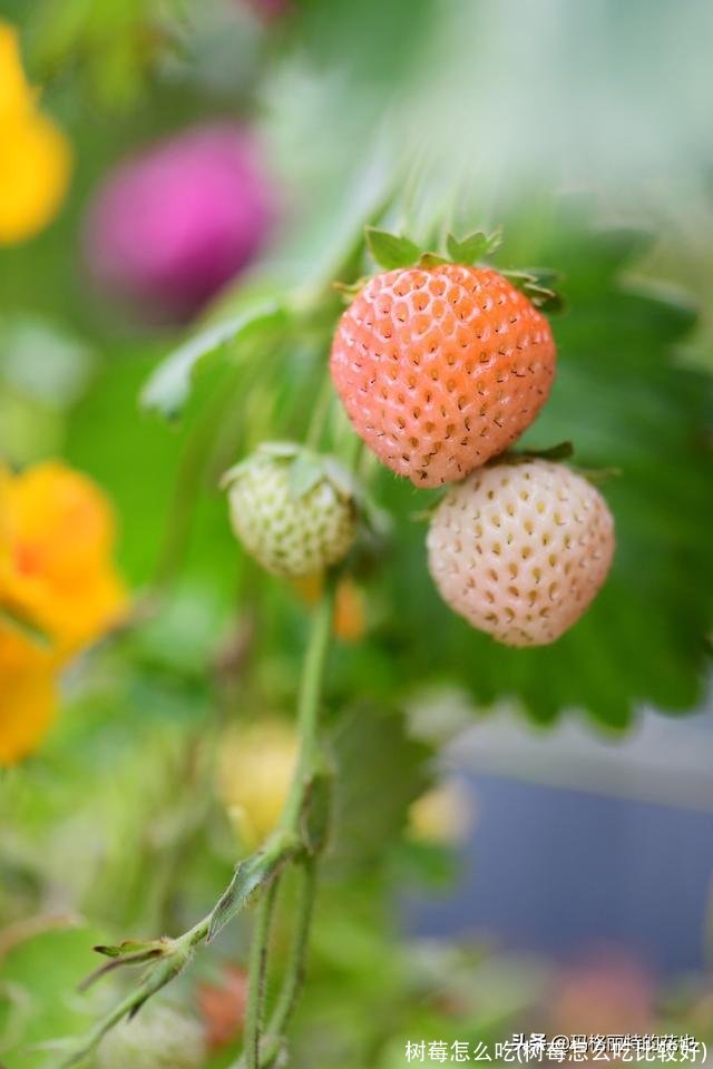 树莓怎么吃(树莓怎么吃比较好)