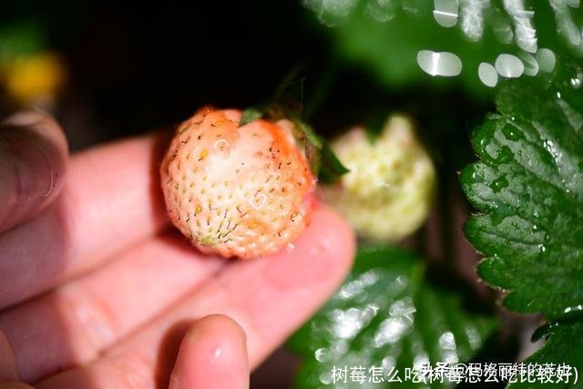 树莓怎么吃(树莓怎么吃比较好)