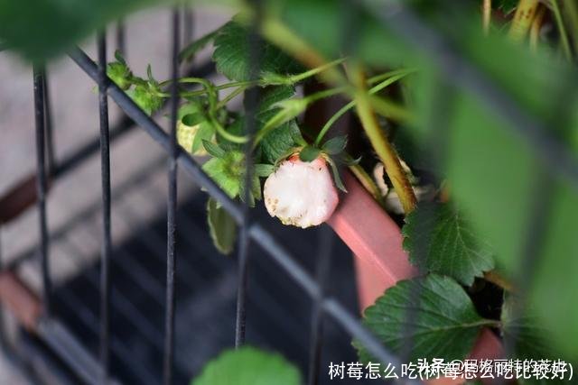 树莓怎么吃(树莓怎么吃比较好)