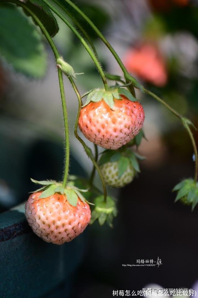 树莓怎么吃(树莓怎么吃比较好)