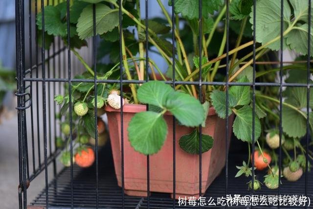 树莓怎么吃(树莓怎么吃比较好)