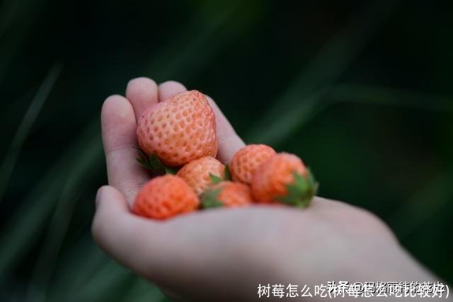 树莓怎么吃(树莓怎么吃比较好)