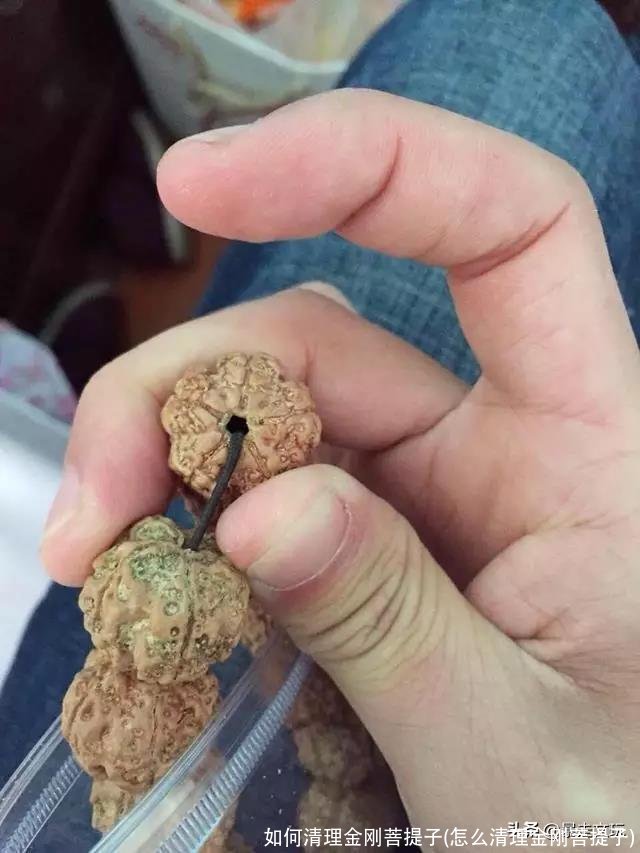 如何清理金刚菩提子(怎么清理金刚菩提子)