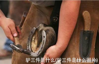 驴三件是什么(驴三件是什么图片)