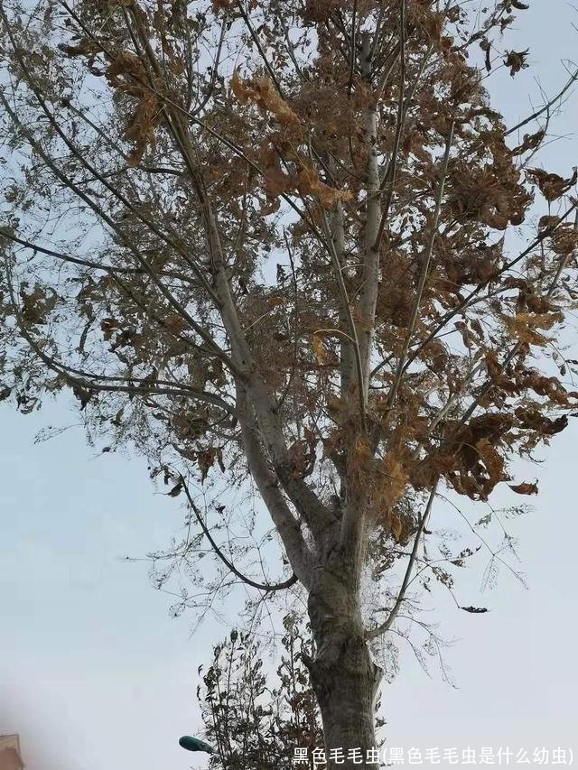 黑色毛毛虫(黑色毛毛虫是什么幼虫)