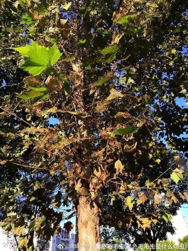 黑色毛毛虫(黑色毛毛虫是什么幼虫)