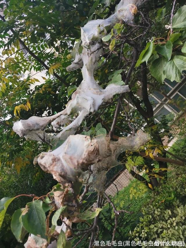 黑色毛毛虫(黑色毛毛虫是什么幼虫)